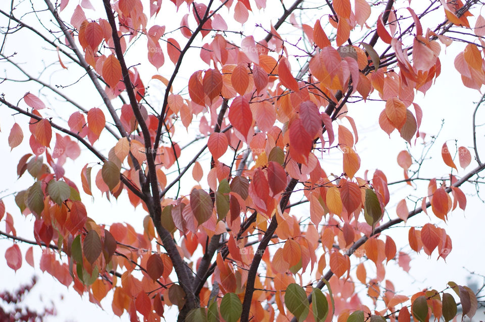 italy nature red tree by lexlebeur