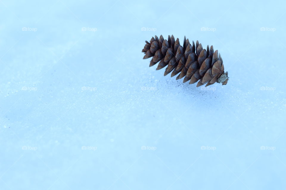 Pine cone in snow