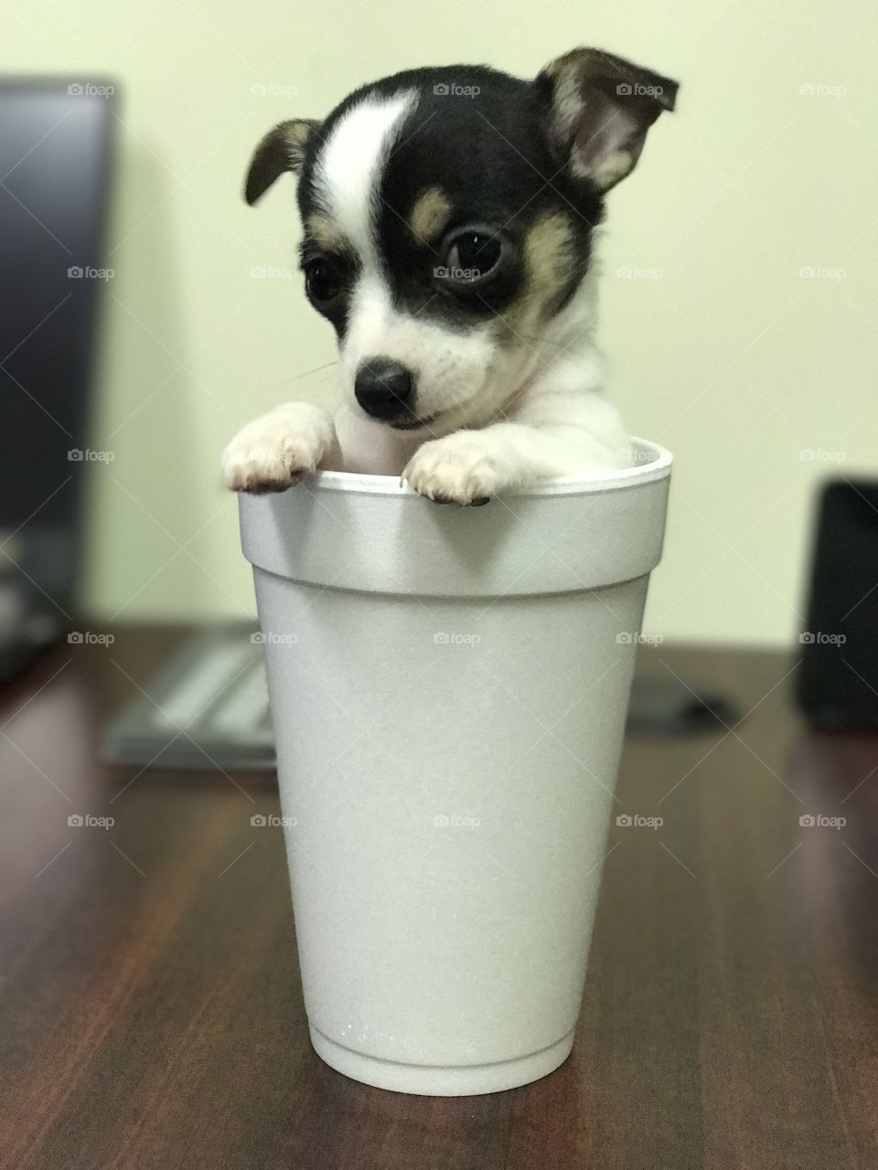 Chihuahua puppy 