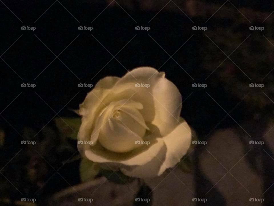 White rose in the night 