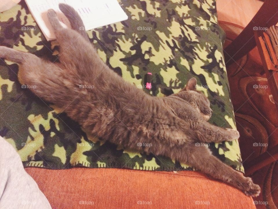 Flexible cat