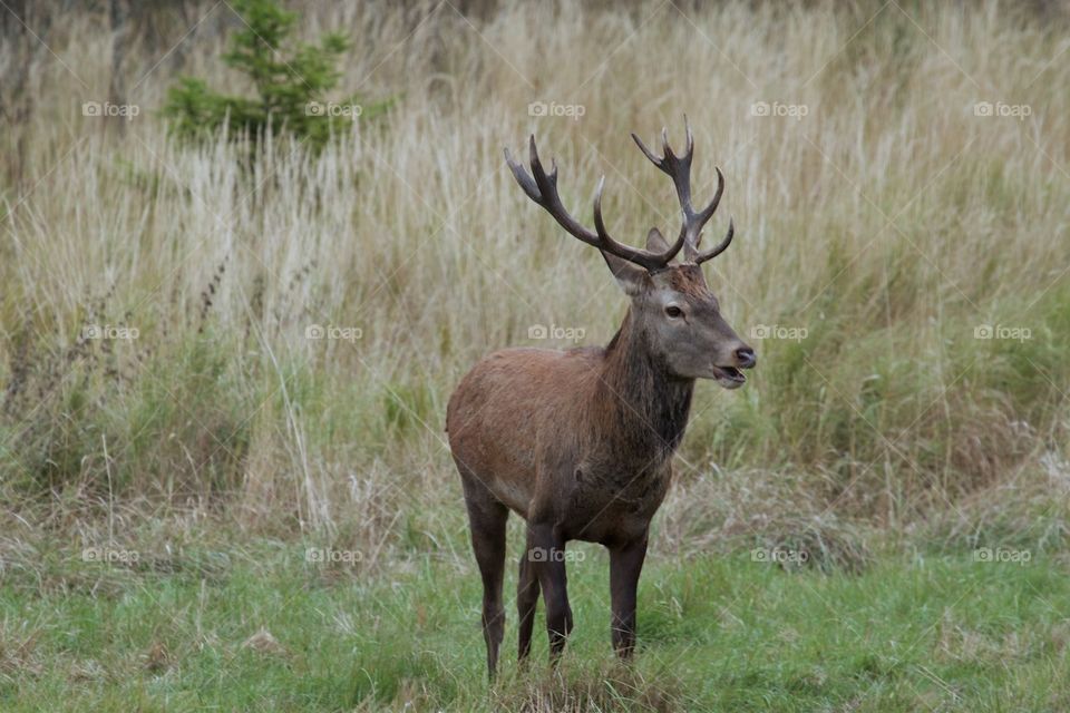 wild deer in the forest