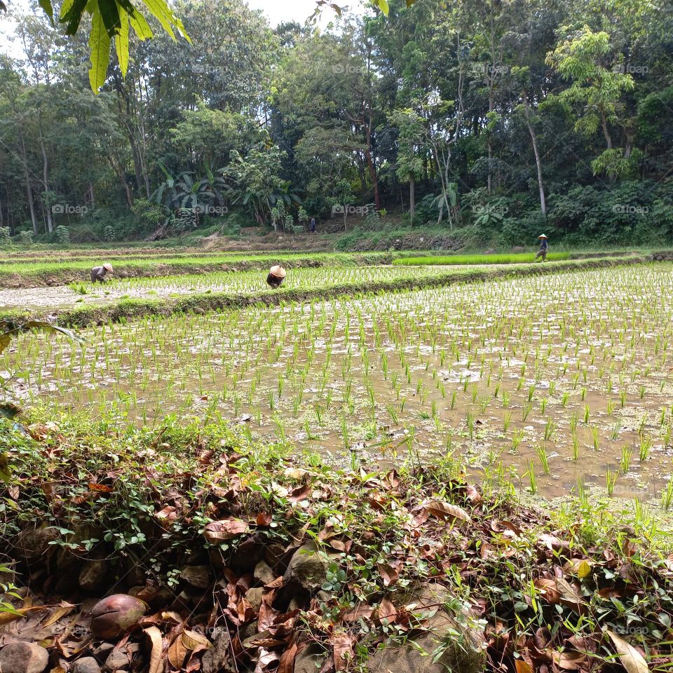 Views of rice fields with beautiful natural surroundings
