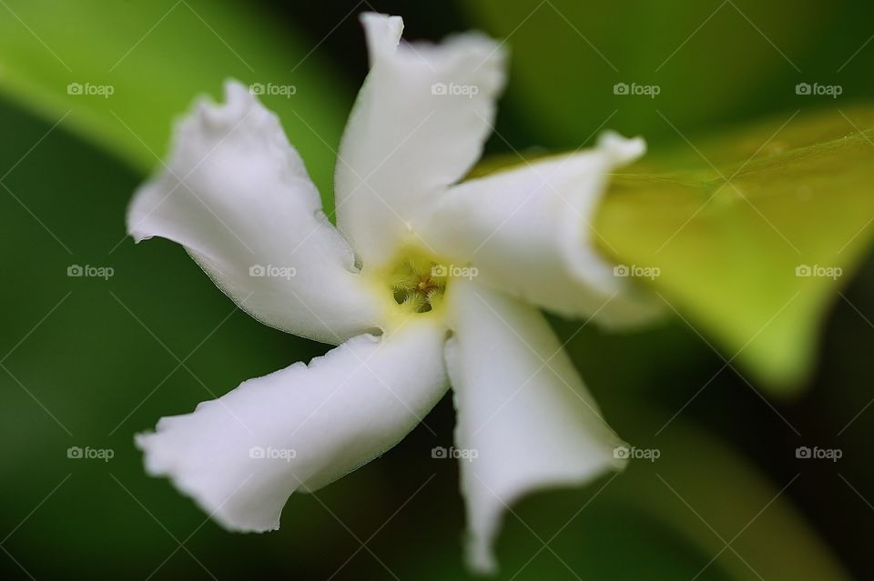 Jasmine Macro. Macro shot of single jasmine flower on a vine