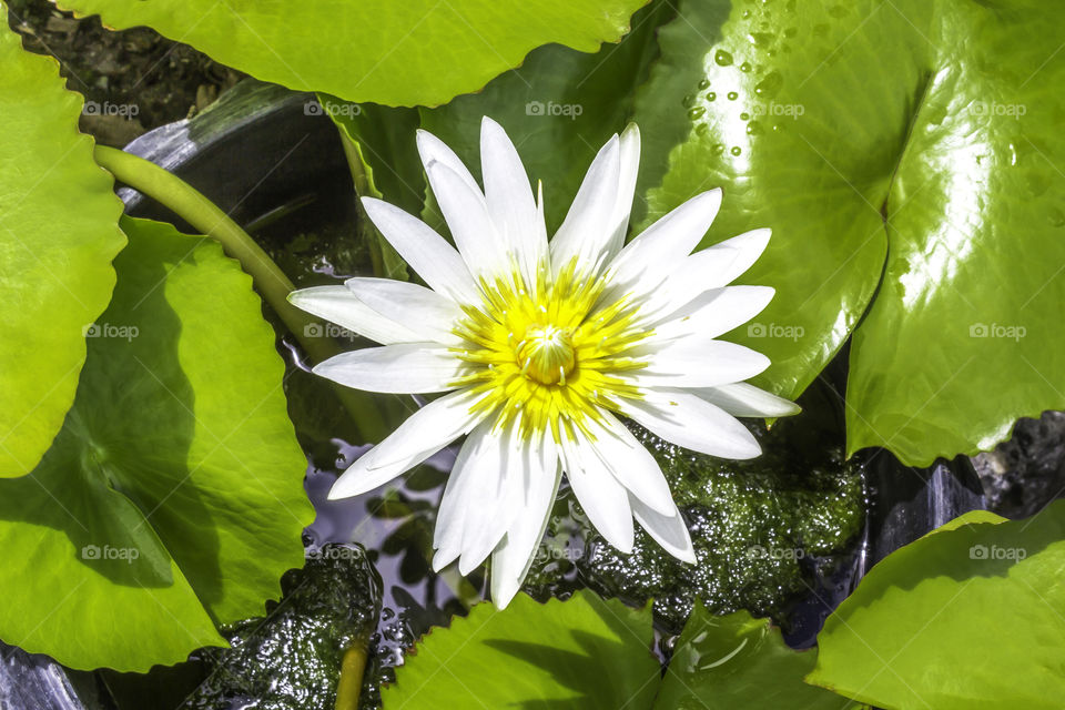 White water lily flower. Beautiful white water lily flower and green leaves