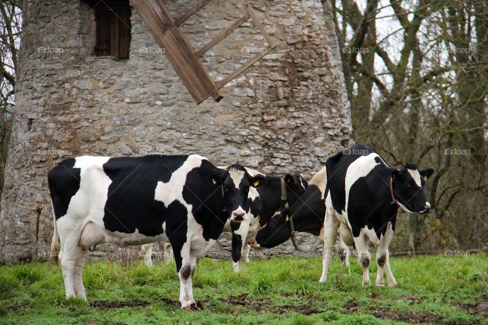 Cows near old windmill