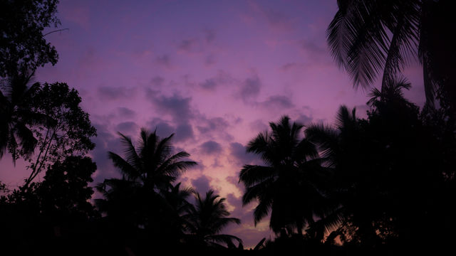 Summer in tropicals