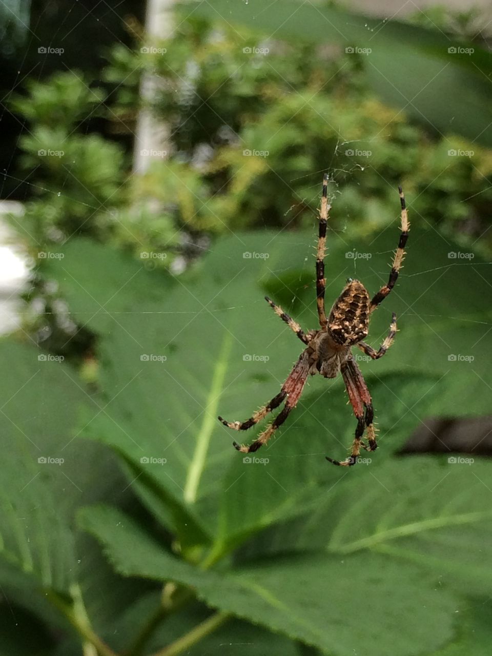 Spider. Almost got tangled in its web!