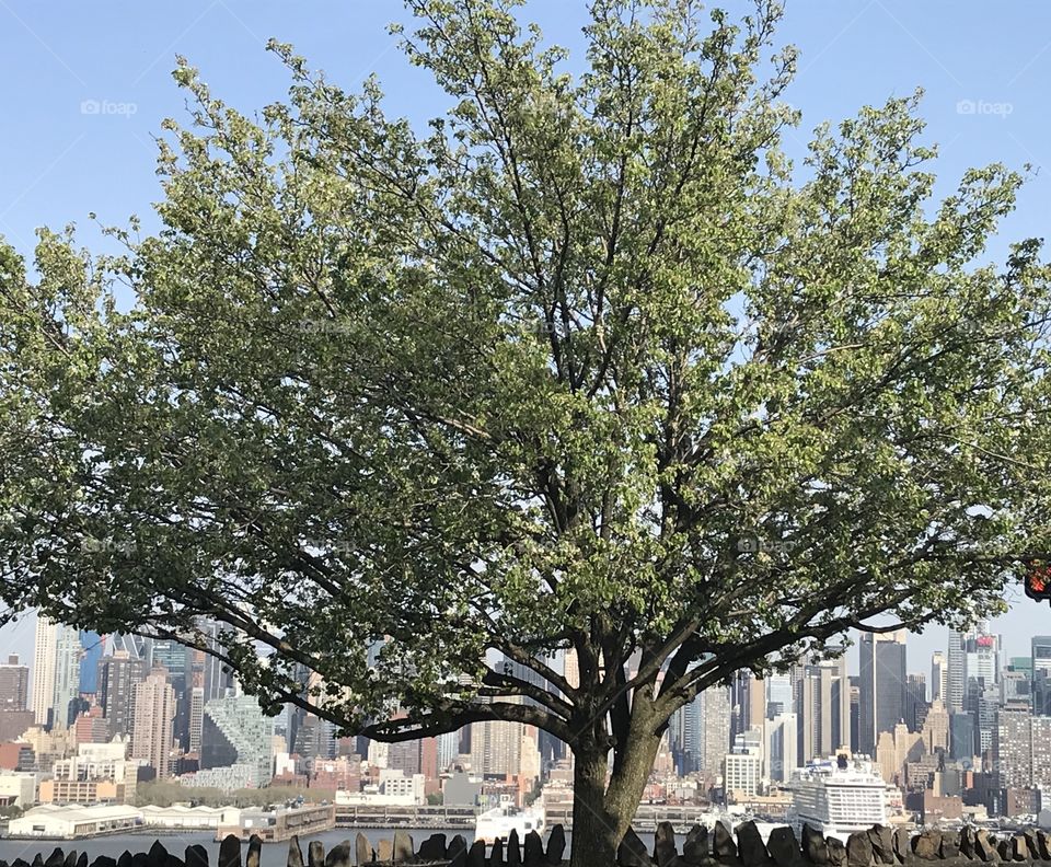Tree on the Hudson