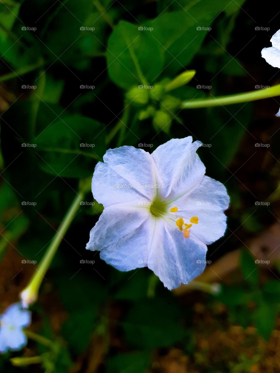 white flower