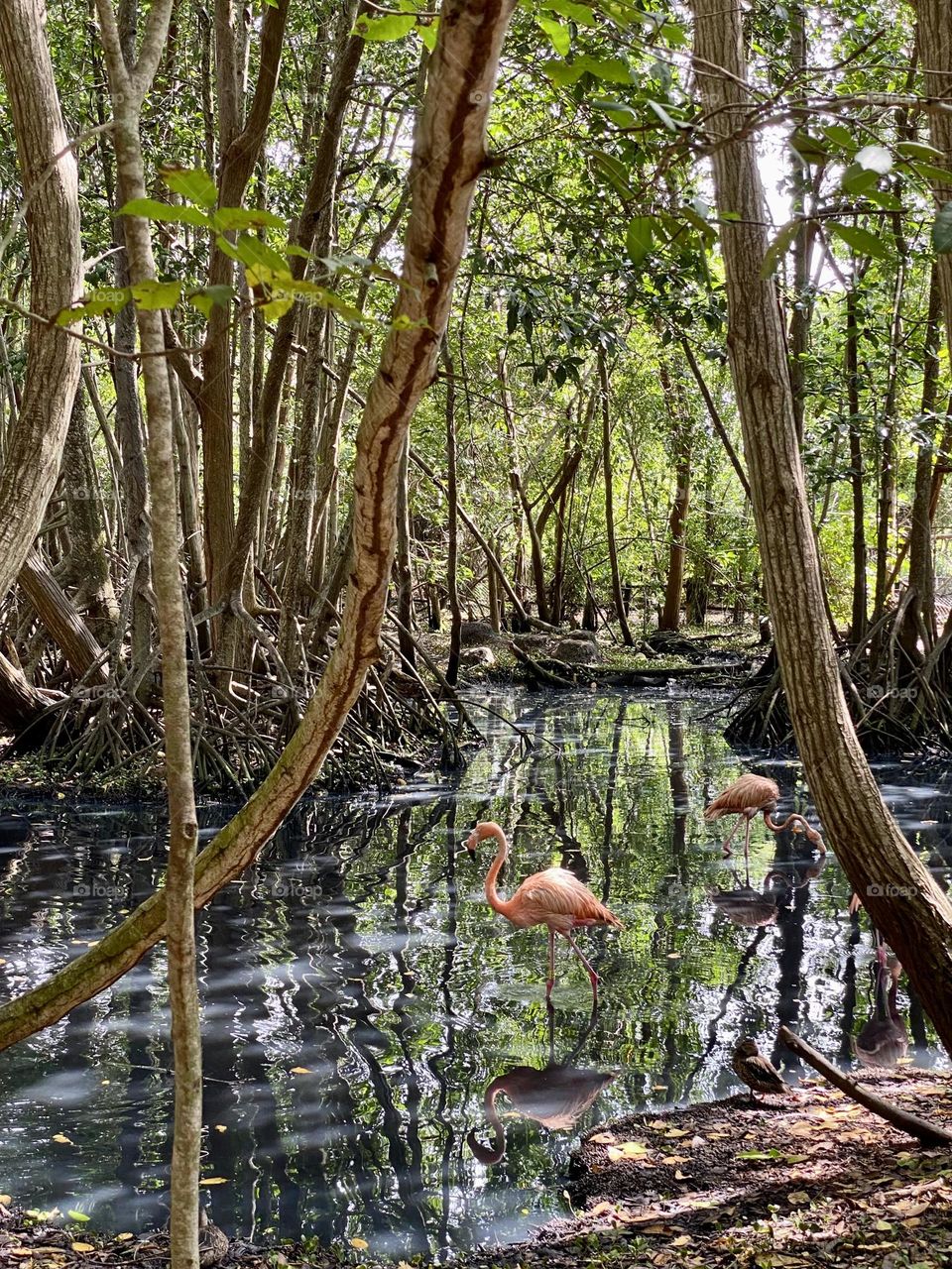 Two flamingos in a marshy area