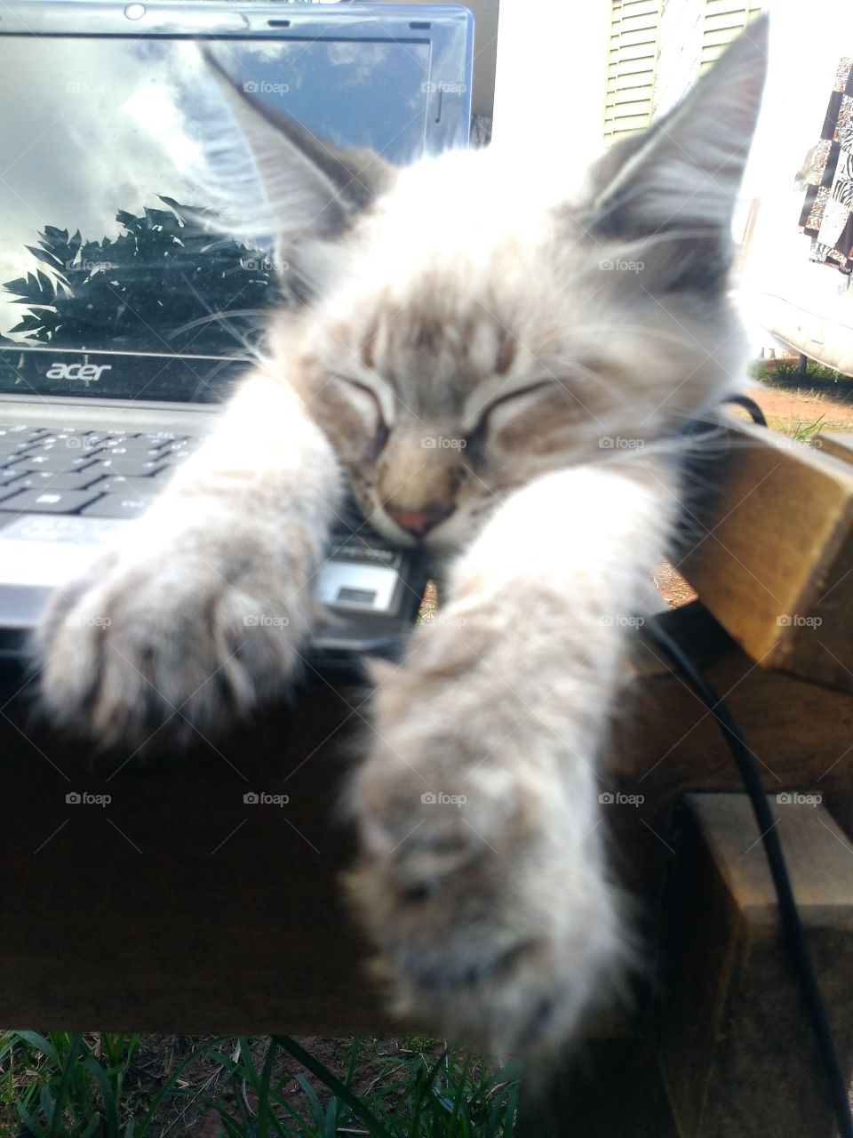 gato deitado em cima de computador notebook comercial patas e pêlos