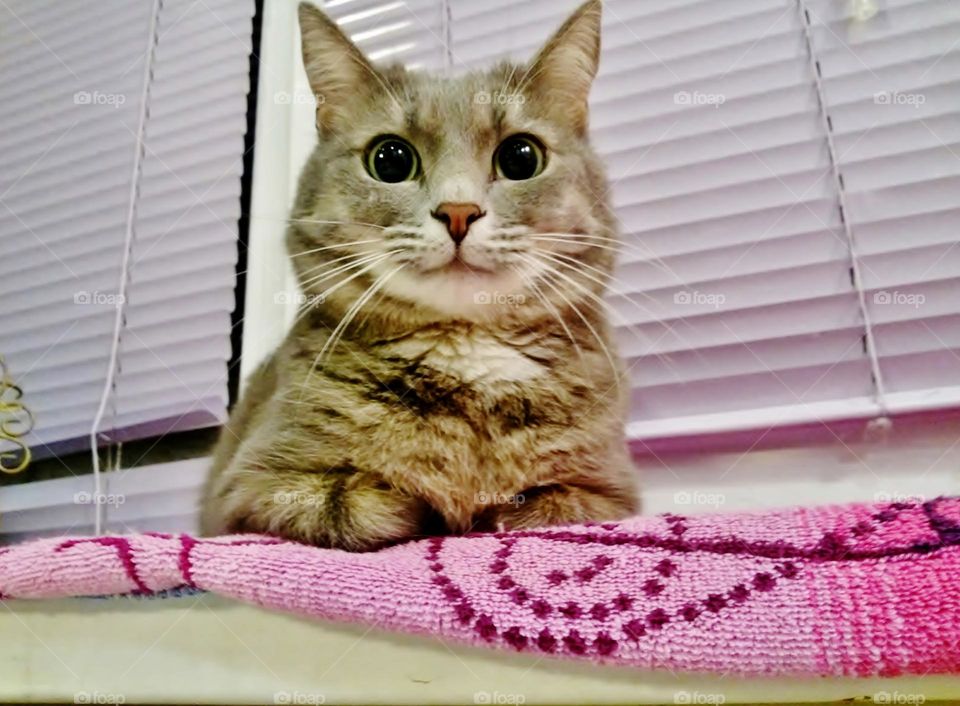 The cat is sitting by the window