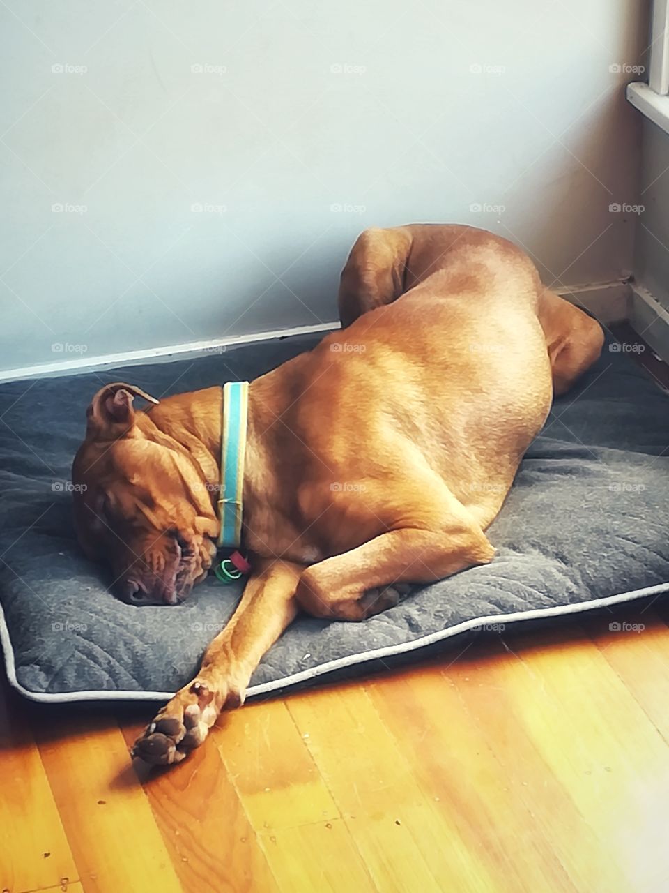 Dog slepping on her own bed, a little Twisted but confortable