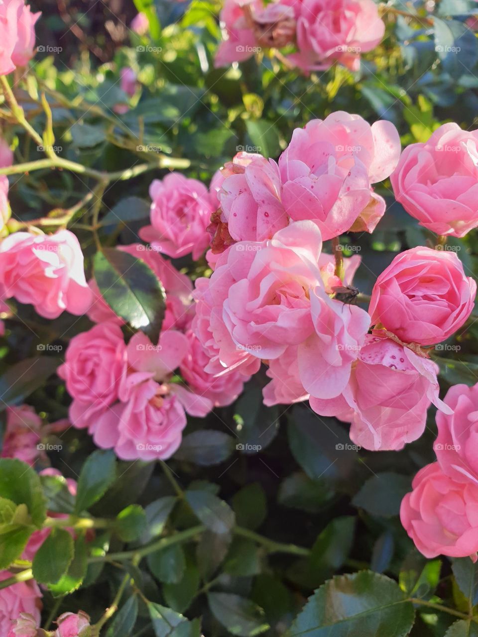 we are all about the pink