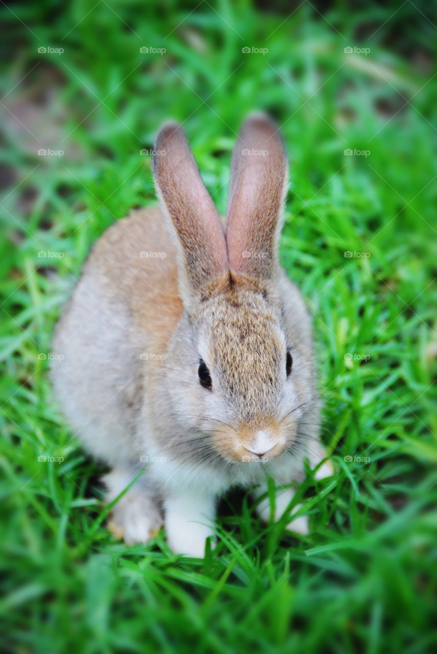 Cutie little bunny
