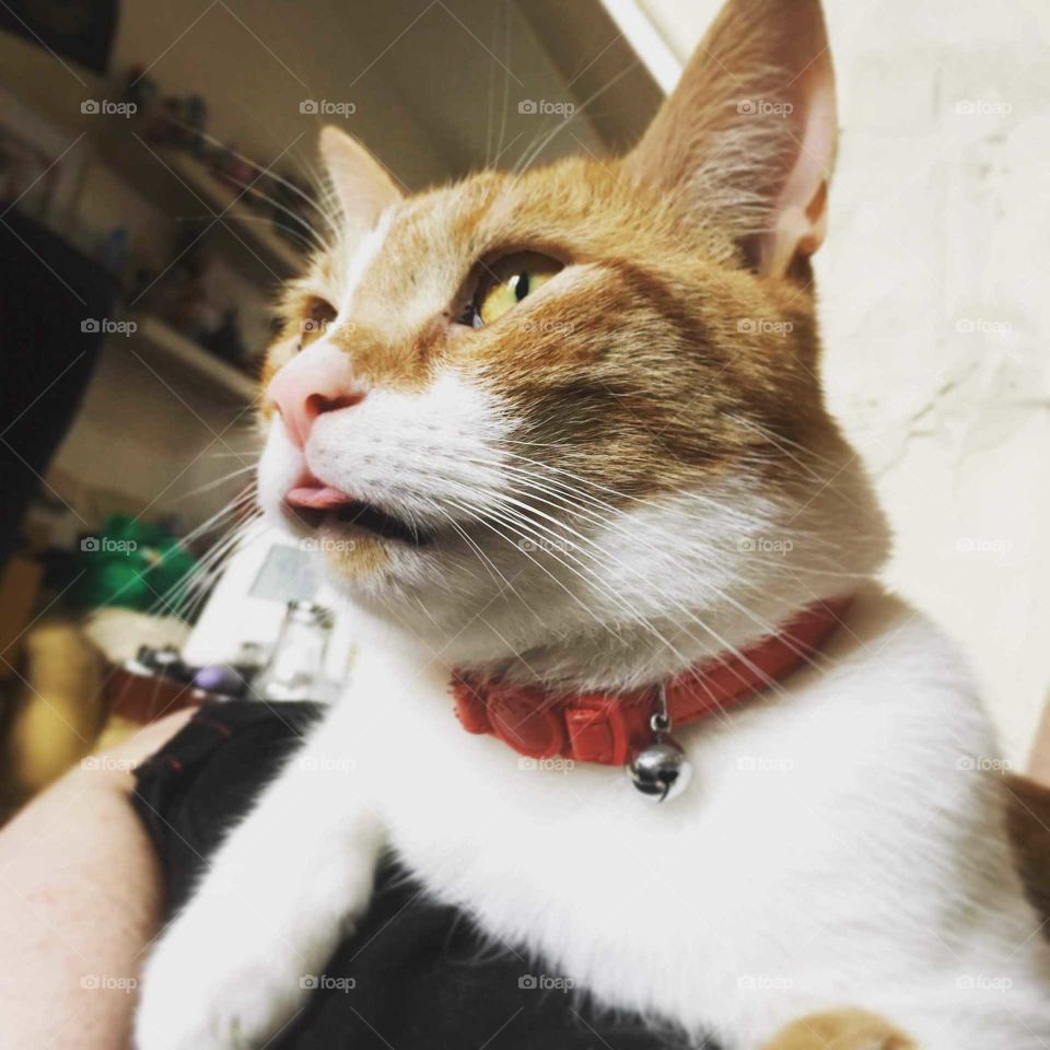 Ginger and white tomcat with red collar and tiny pink tongue hanging out