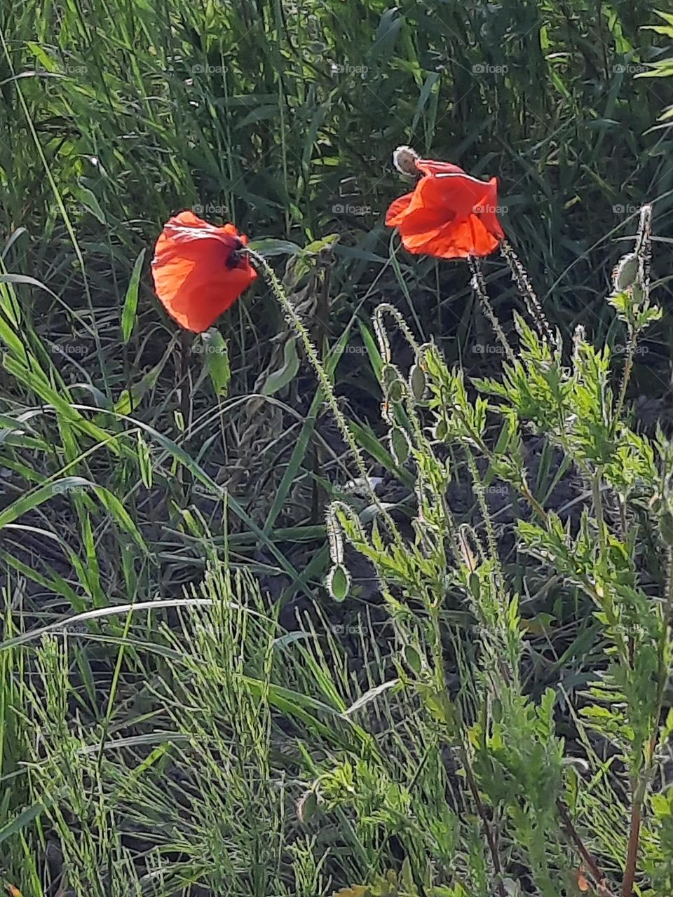 wild poppies in afternoon sun