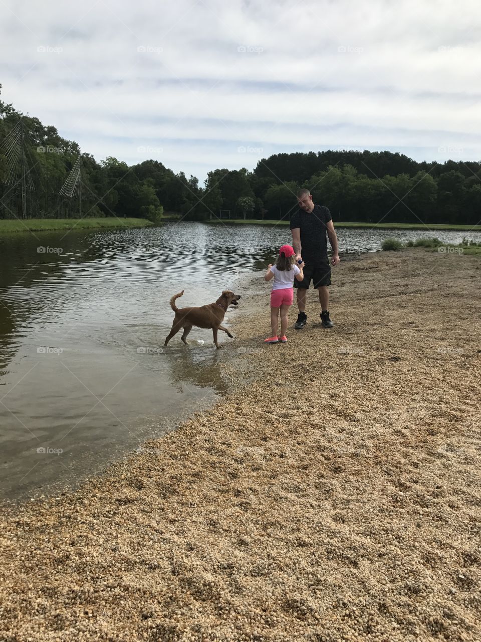 Little girl and Dad play fetch at the pond with their dog Rainy 