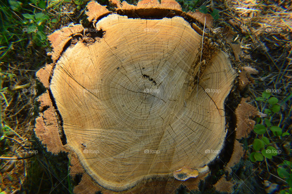 stump