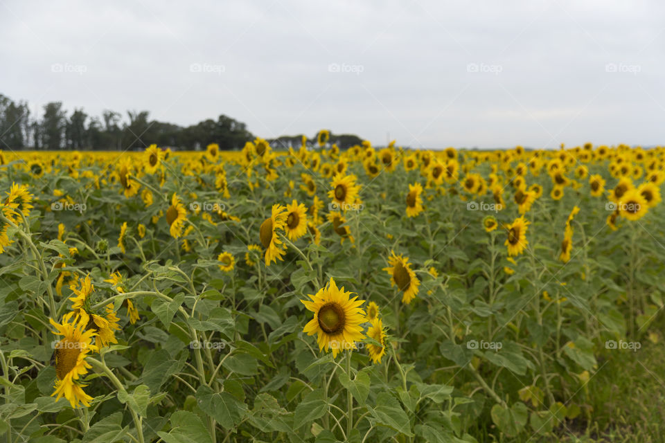 Beautiful sunflower crop.