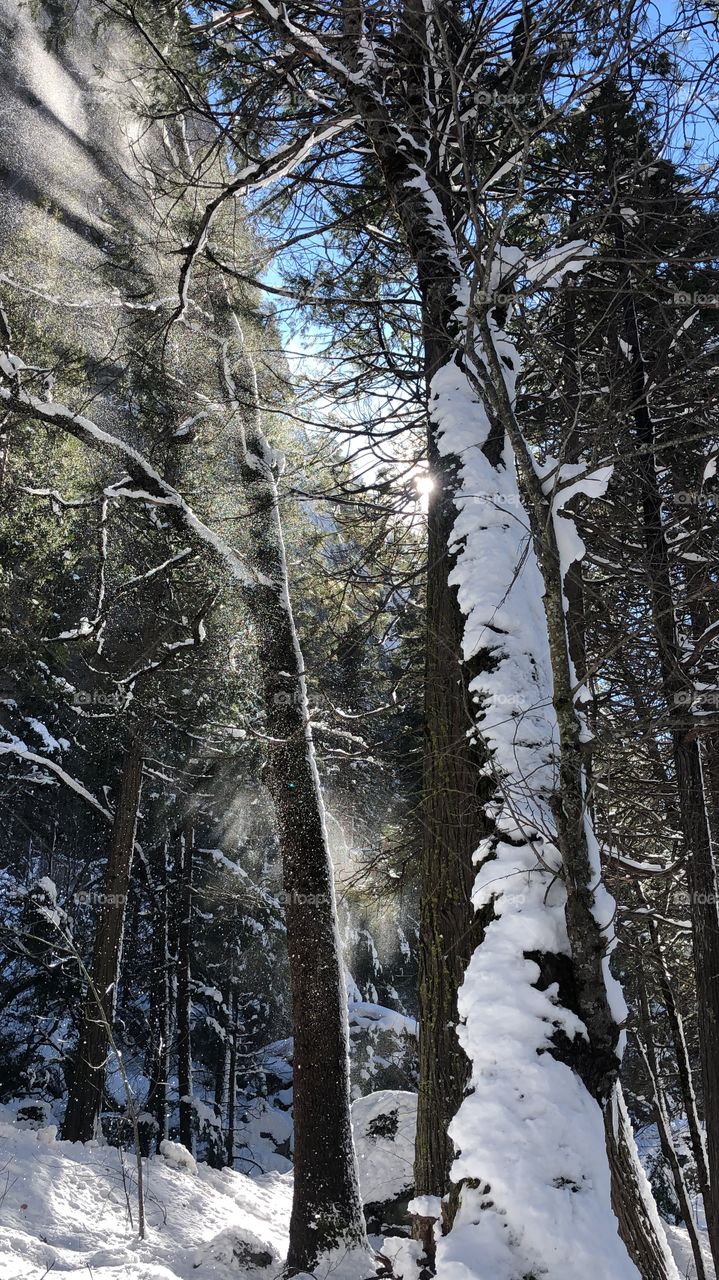 Snow, Winter, Wood, Tree, Cold