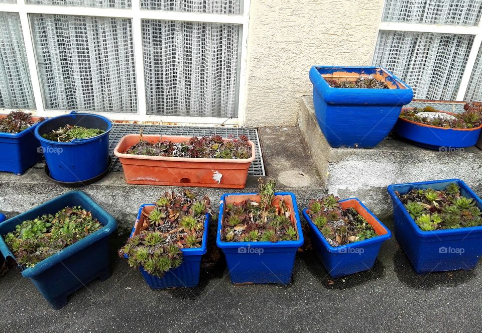 houseplants in blue pots