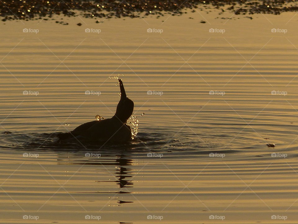 Bird bathing at sunset 