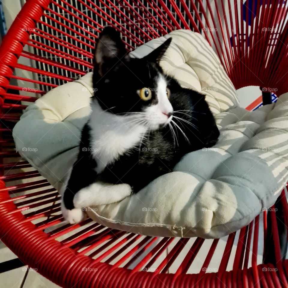 kitten on the chair