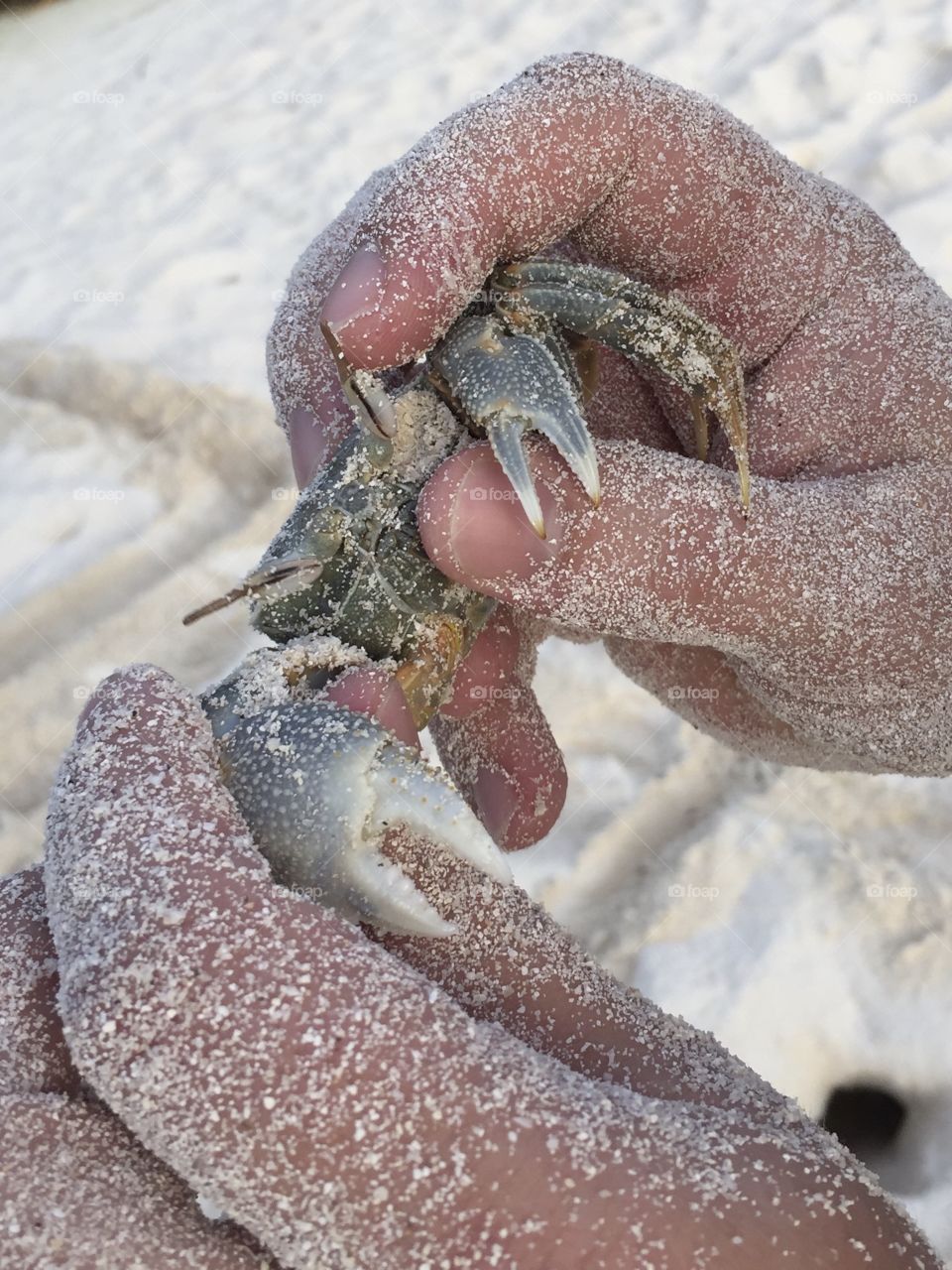 A small green crab with claws in the sand, in the hands of a man