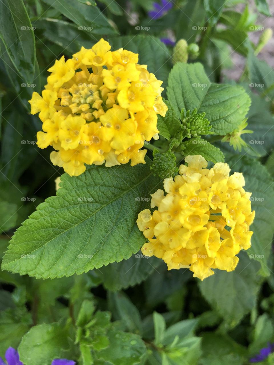 Yellow flowers 