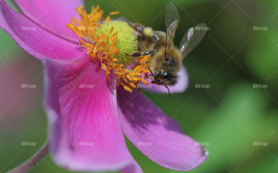 Bee On Flower