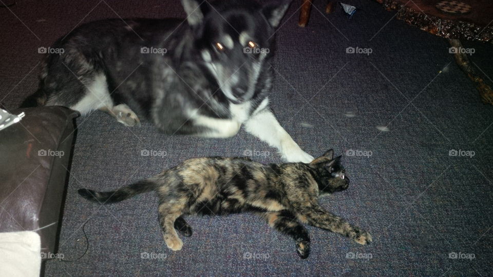 Dog is chilling cat came to play yep thie pooch and kitty get along
