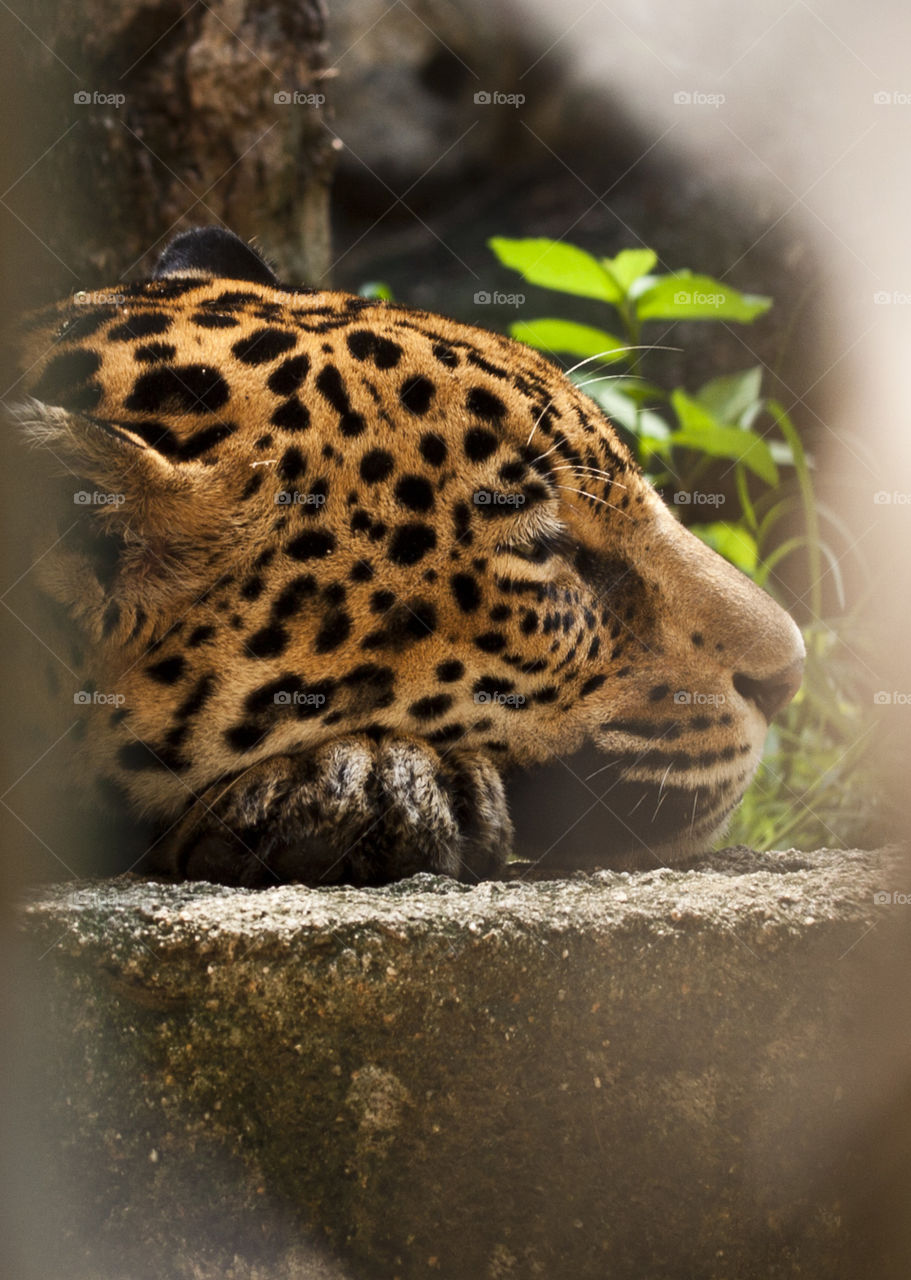 This is from a recent trip to the Puerto Vallarta Zoo. We were so close to the animals through out our walk that I never had to switch out my 50mm lens. The Jaguar was taking a cat nap on a flat rock and lazily watching the gawkers as they stopped to stare.