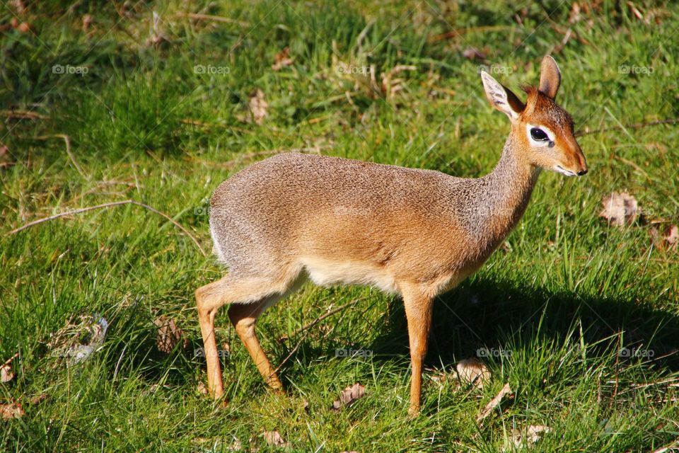 A DIK-DIK in a zoo