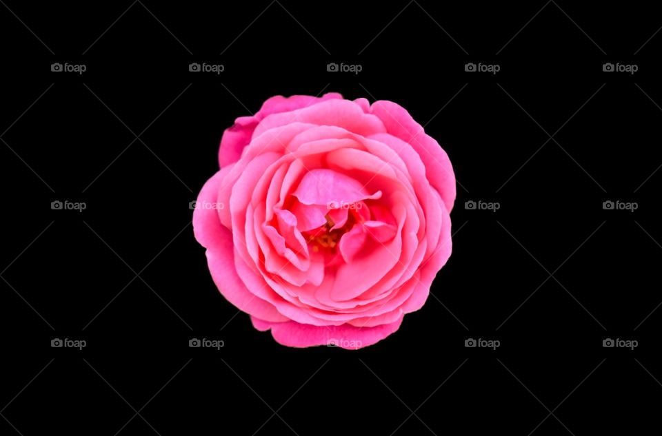 Pink rose on black
