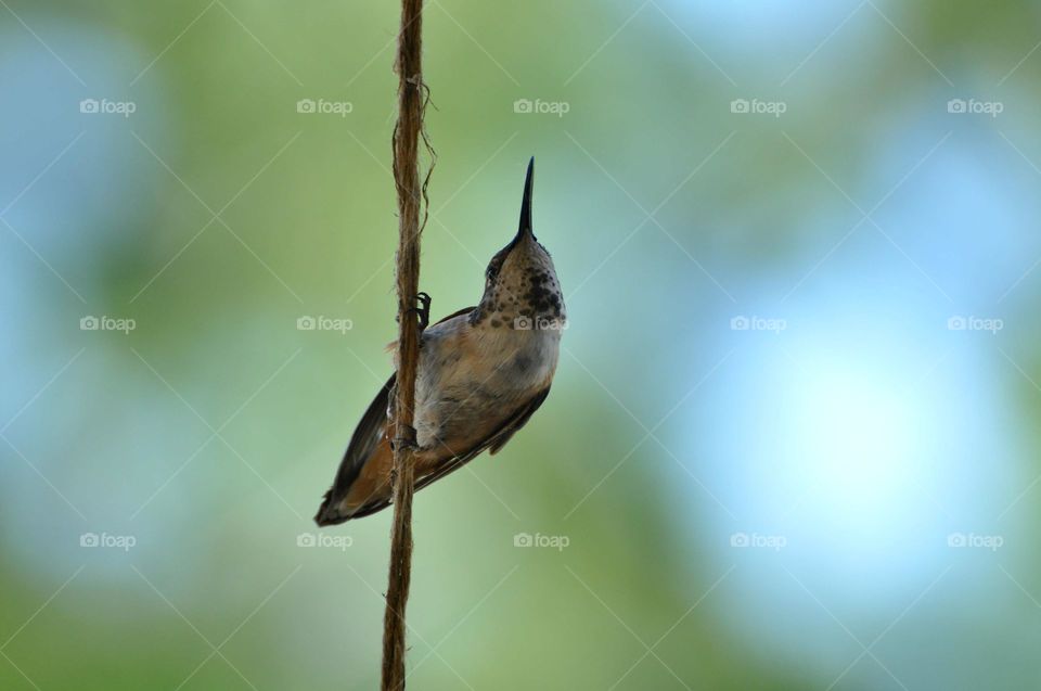 Resting hummingbird