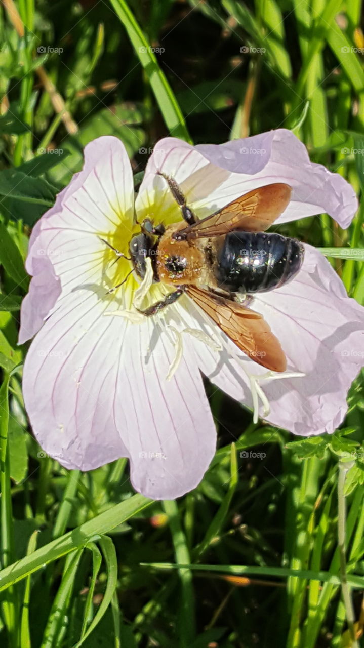 bee