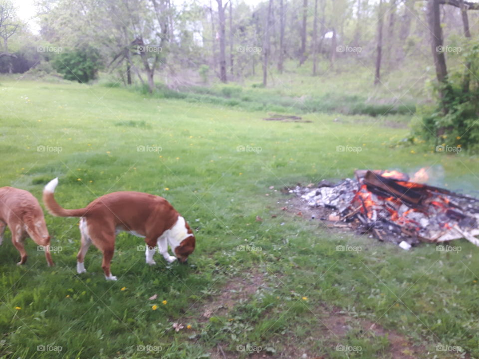dogs and fire
