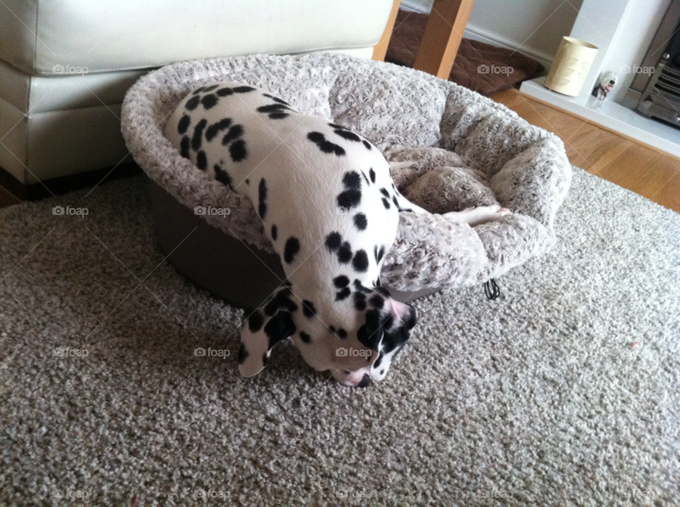dalmatian bed time millie fast asleep dog by taffy