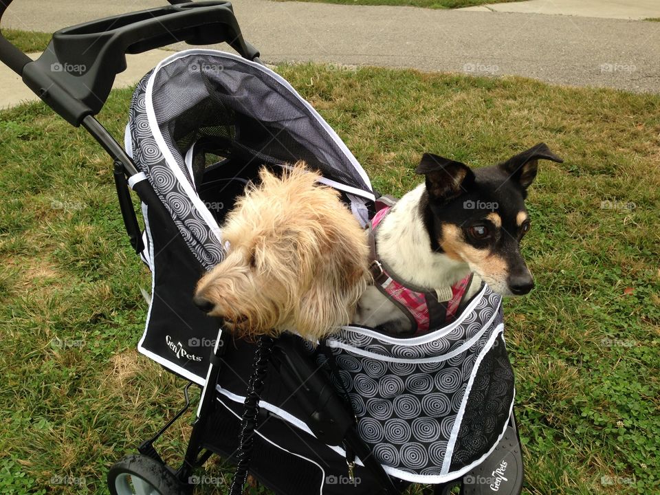 Sadie and Daisy strolling. Out for a "walk"