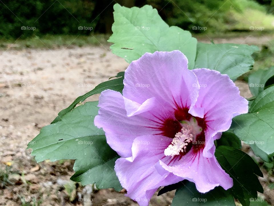 Flowering shrub by walking trail 