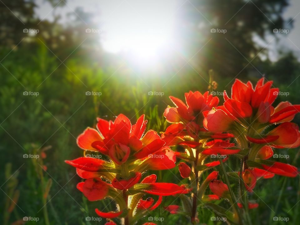 Three Indian Paintbrush wildflowers in a field in summer