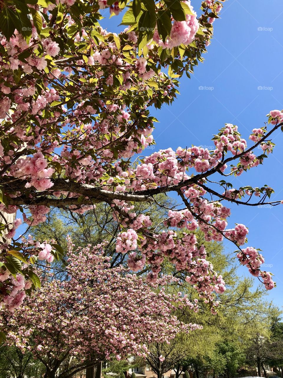 April flowers blooming 🌸