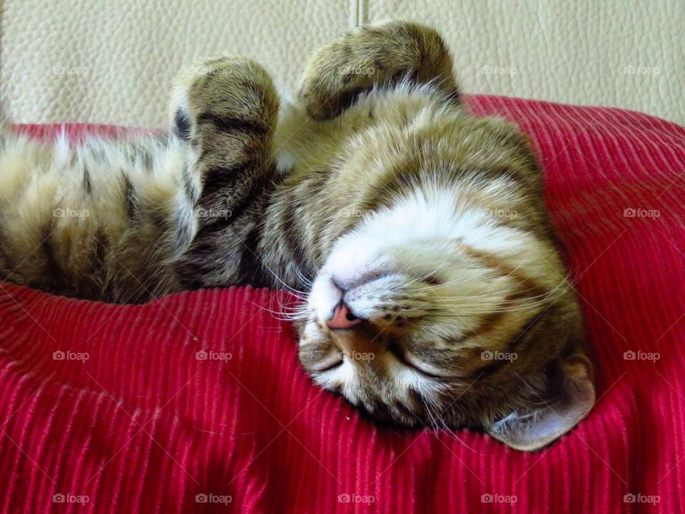 Cat sleeping on cloth