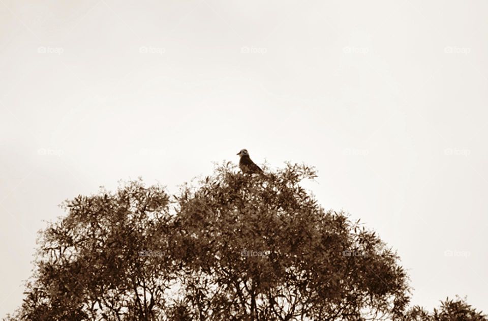 Passarinho sobre árvore