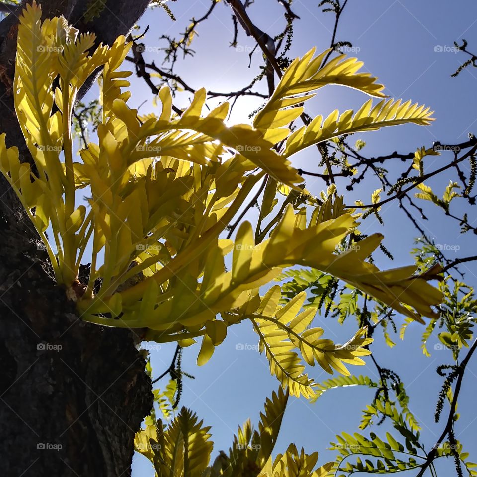treeleaves yellow sunlight