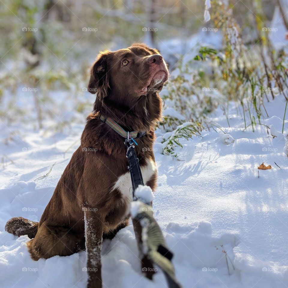 Aussiedor beautiful dog in snow