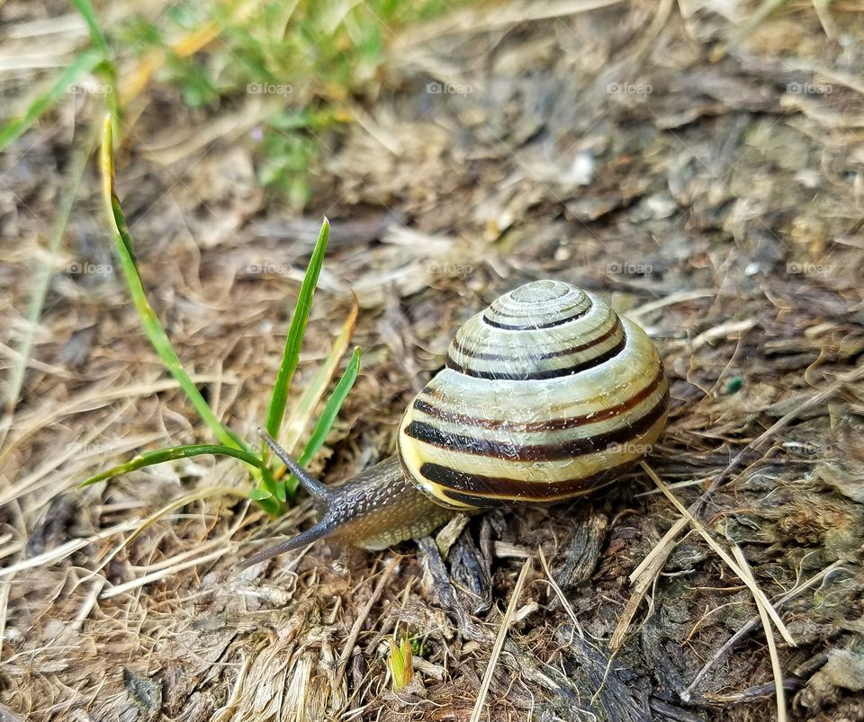 snail after the rain