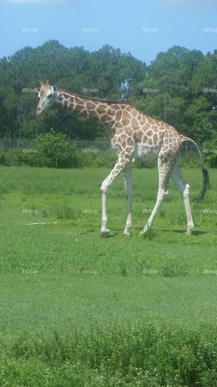 Giraffe's World